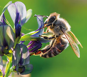 蜜蜂、黄蜂 & 你所在地区的大黄蜂鉴定