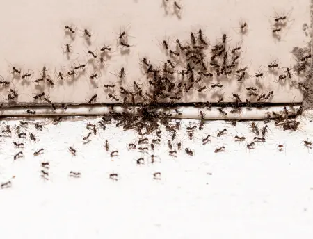 Is Ant Spray an Effective Pest Solution? in your area