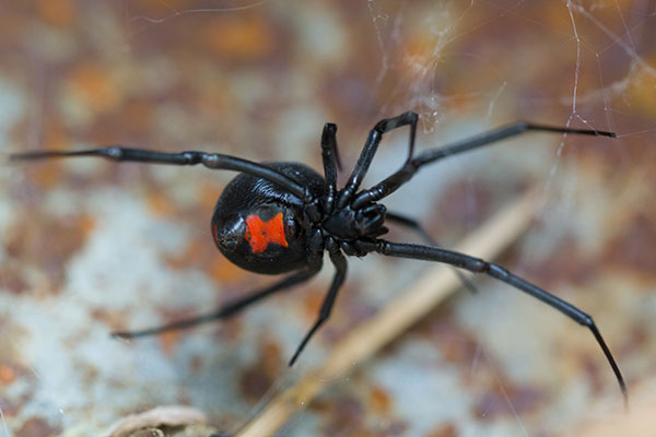 德克萨斯州拉伯克的害虫控制和蜘蛛清除服务