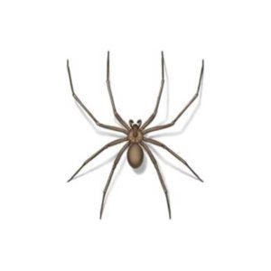 棕色隐士蜘蛛接近白色背景