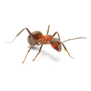 田野蚂蚁靠近白色背景