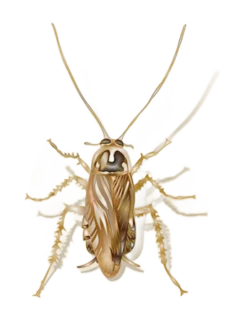 An example of a field cockroach from Bug Out