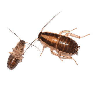 German Cockroach up close white background