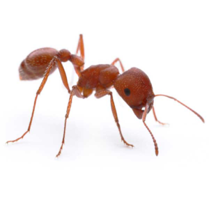 收割机蚂蚁靠近白色背景