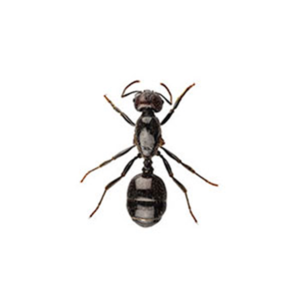 小黑蚁靠近白色背景