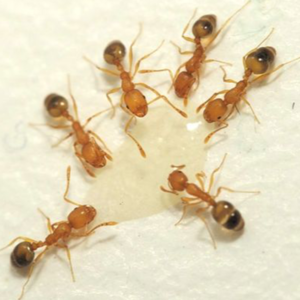 法老蚂蚁聚在一起喝水
