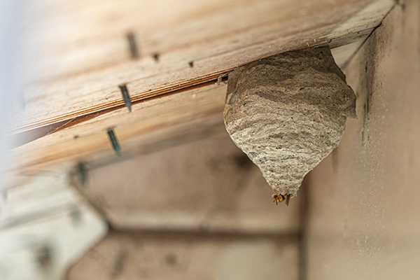 Wasp nest removal in Lubbock Tx