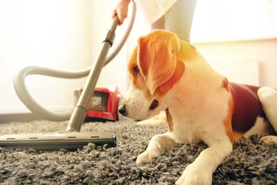 Flea Treatment Preparation Guide in your area