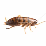 closeup of the field cockroach