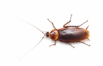 closeup of an American cockroach on a white background