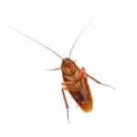 closeup of an American cockroach from underneath