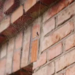 Spider in a web outside of a home in the fall.