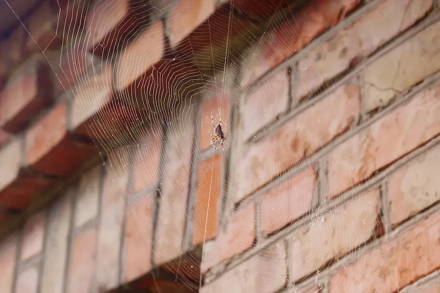 Spider in a web outside of a home in the fall.