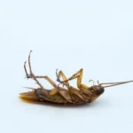 closeup of a dead Asian cockroach