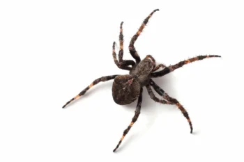 Orb-weaver spider isolated on a white background