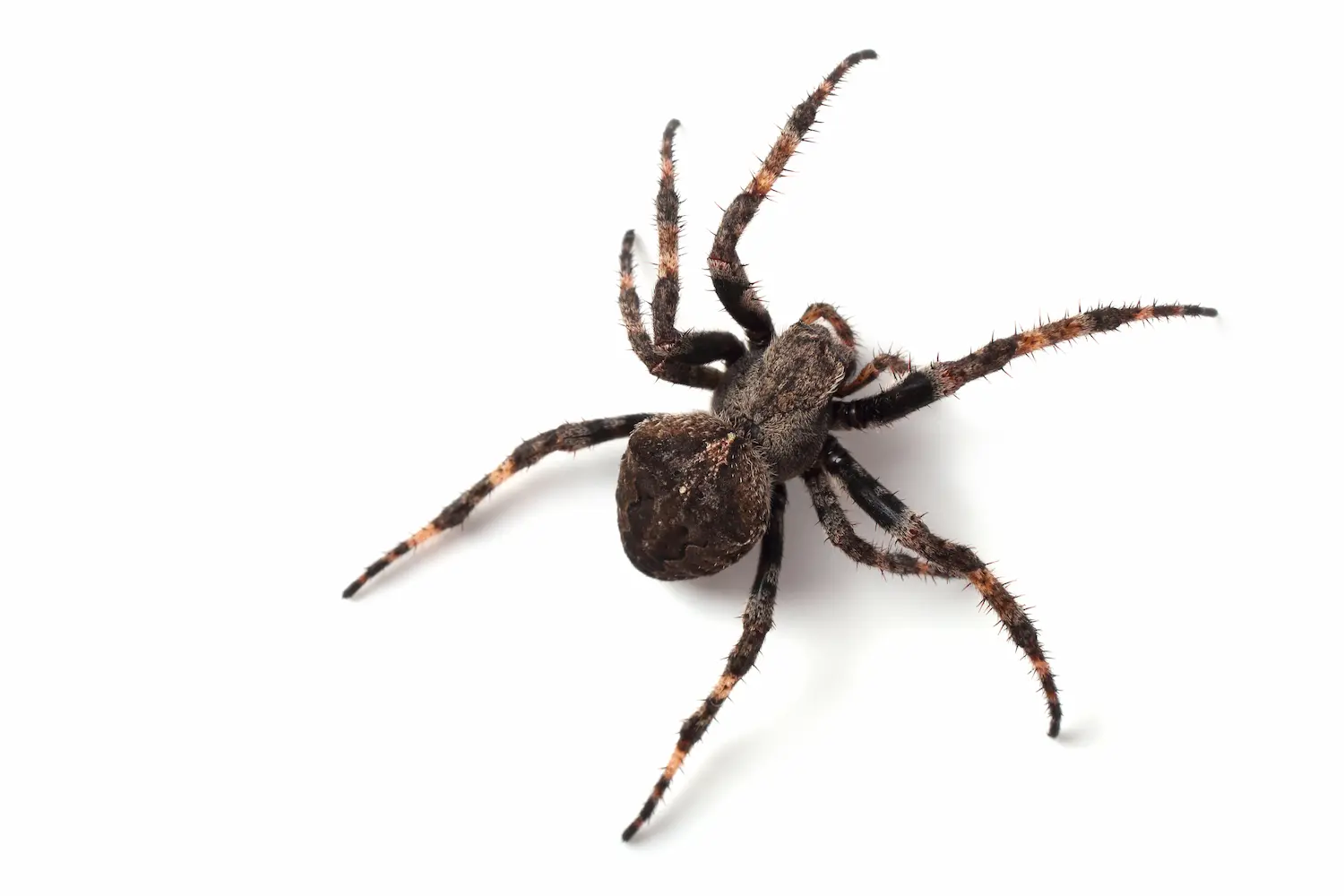 Orb-weaver spider isolated on a white background