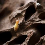 Closeup of a termite on a termite mound