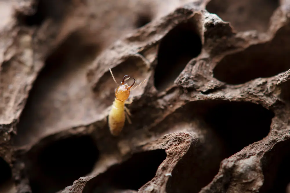 Closeup of a termite on a termite mound