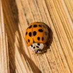 Closeup of an Asian lady beetle on a corn husk in Texas