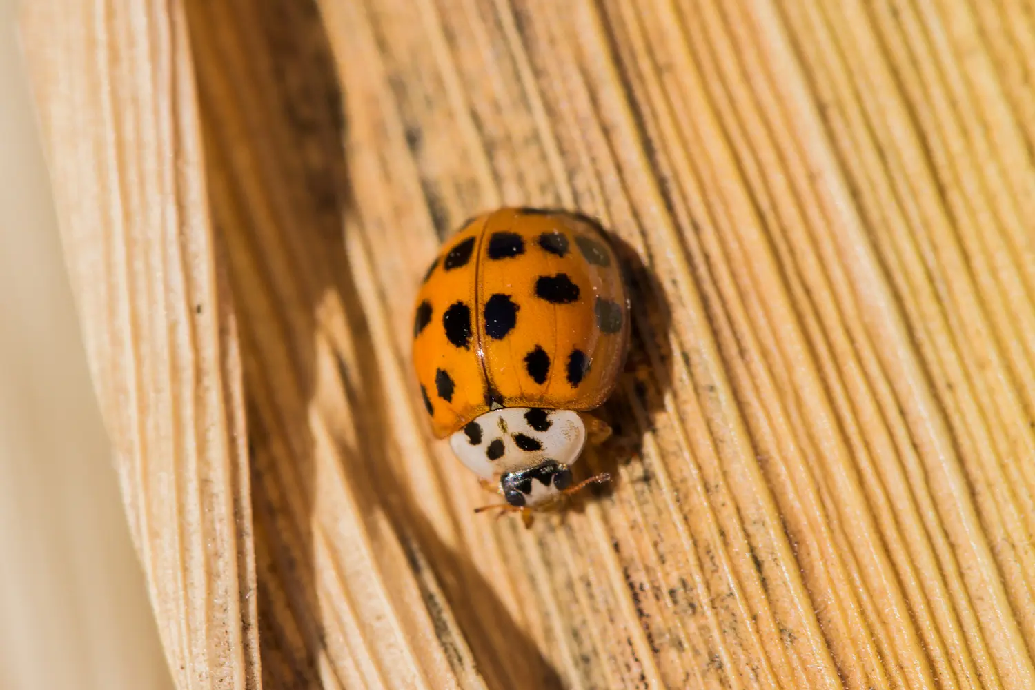 Closeup of an Asian lady beetle on a corn husk in Texas