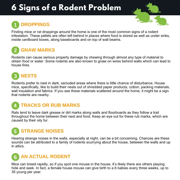 bug out list of the top signs of a rodent infestation - droppings, gnaw marks, nests, tracks or rub marks, noises, and live rodents