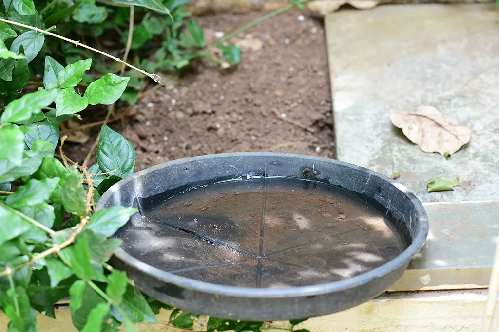 A water pot in a garden with standing water