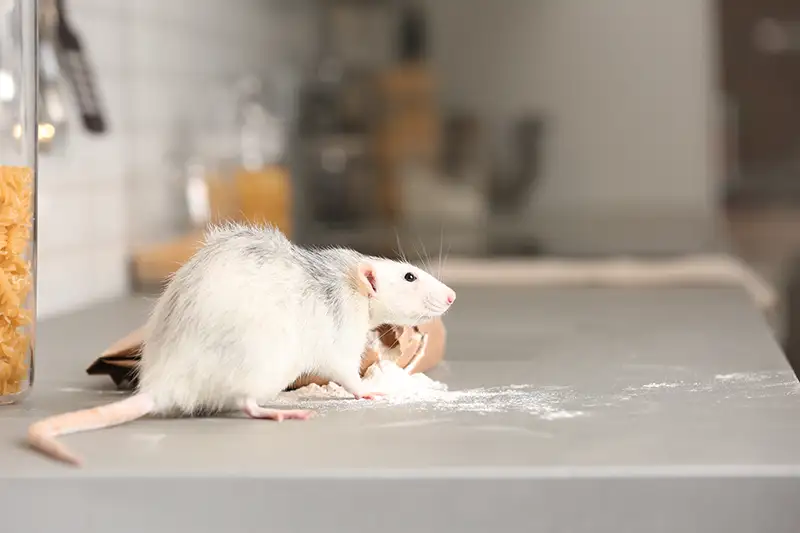 A large gray and white rat on a kitchen countertop. Rodent control services from Bug Out is the most effective way to keep rats and mice out of your home or business.