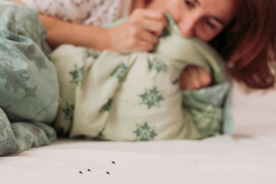 Woman seeing bed bugs on mattress