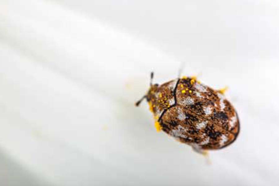 Carpet beetle close up