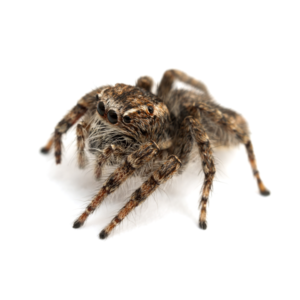 Jumping spider on white