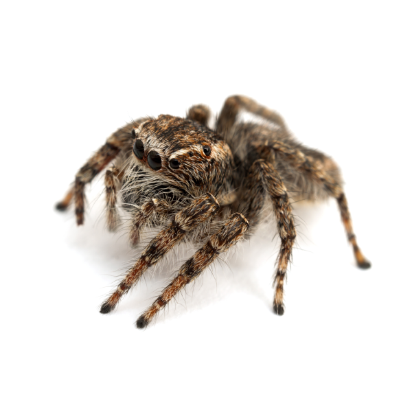 Are Jumping Spiders Poisonous? - Insectek Pest Solutions