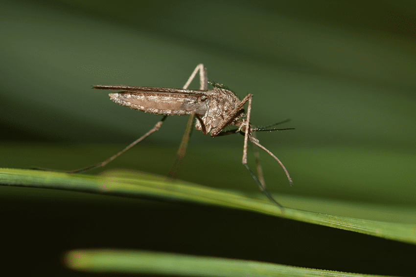 Mosquito resting on a green leaf during the night hours in Houston, Texas