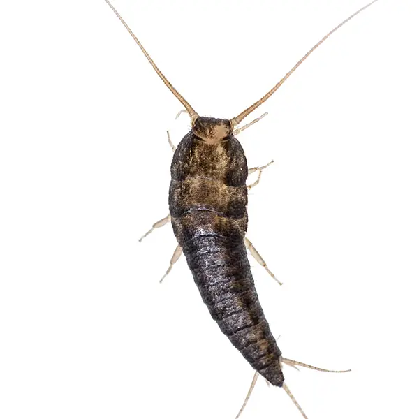 Silverfish on a white background - Keep pests away from your home with Bug Out in Lubbock, TX