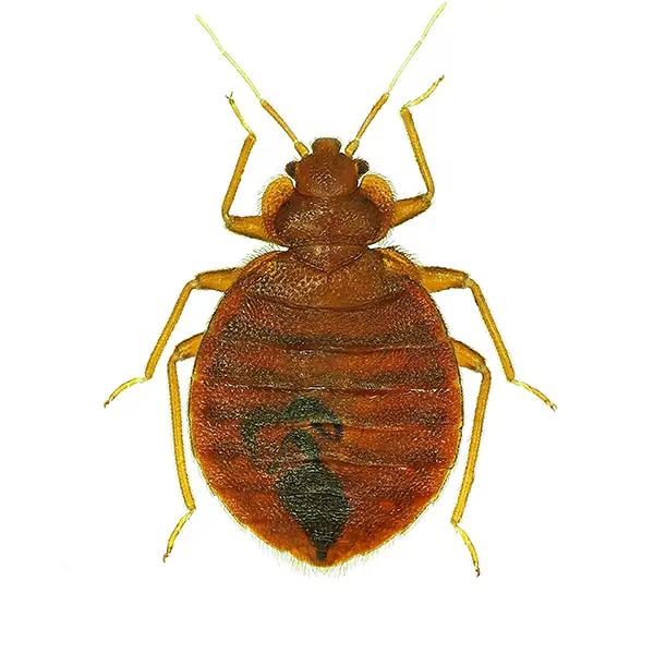 Bed Bug on a white background - Keep pests away from your home with Bug Out in Lubbock, TX