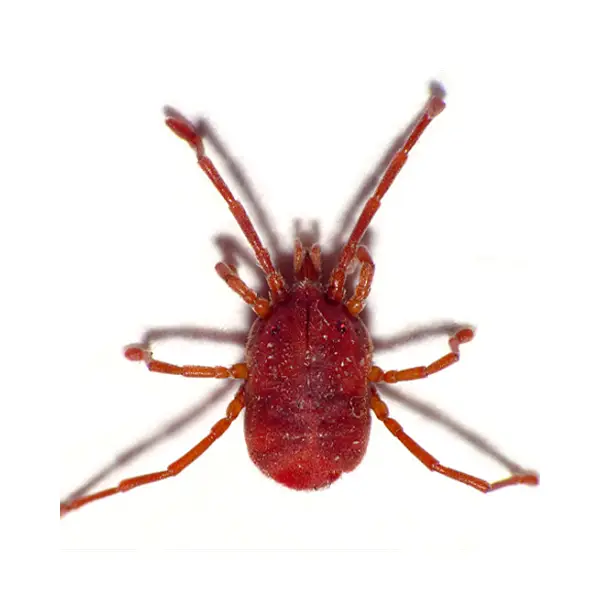 Bird mite on a white background - Keep pests away from your home with Bug Out in Lubbock, TX