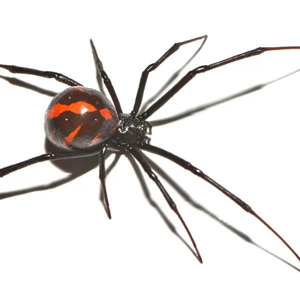 Black widow on a white background - Keep pests away from your home with Bug Out in Lubbock, TX