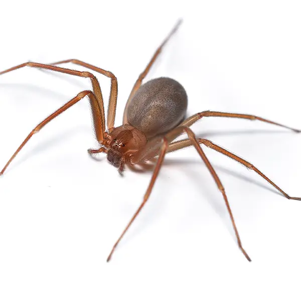 Brown Recluse on a white background - Keep pests away from your home with Bug Out in Lubbock, TX