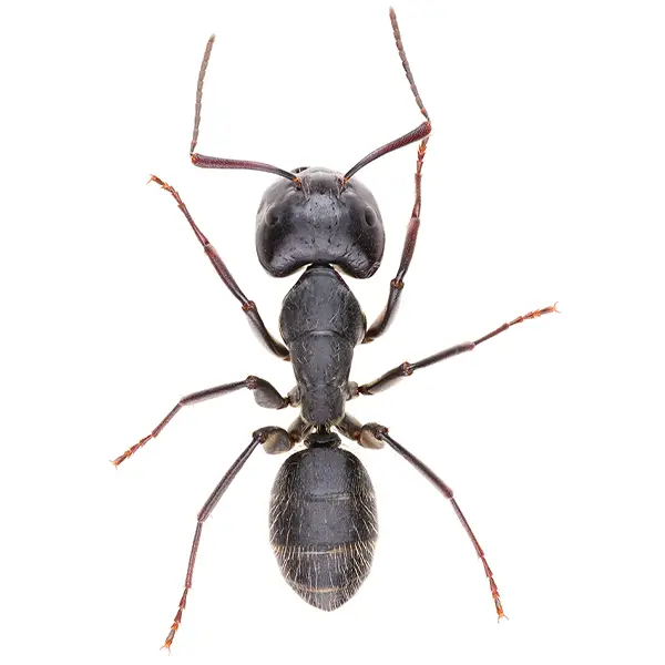 Carpenter ant on a white background - Keep pests away from your home with Bug Out in Lubbock, TX