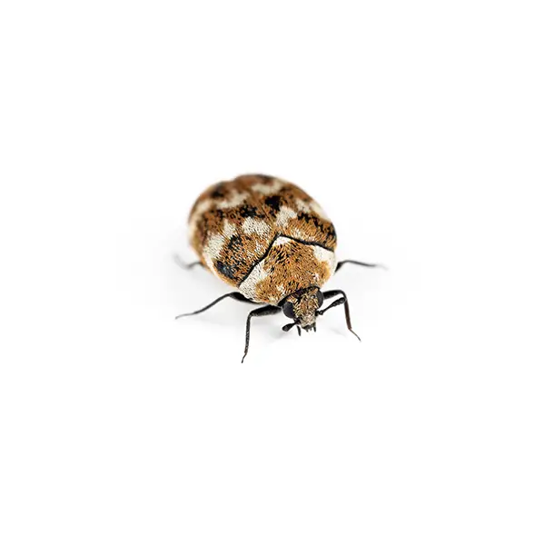 Carpet Beetle on a white background - Keep pests away from your home with Bug Out in Lubbock, TX