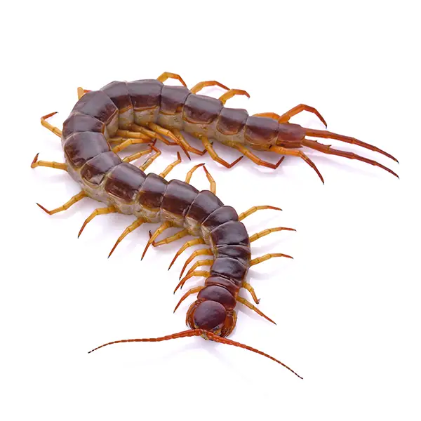 Centipede on a white background - Keep pests away from your home with Bug Out in Lubbock, TX
