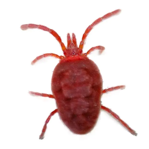 Clover mite on a white background - Keep pests away from your home with Bug Out in Lubbock, TX