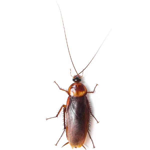 Cockroach on a white background - Keep pests away from your home with Bug Out in Lubbock, TX