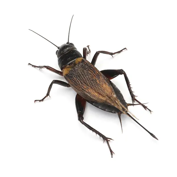 Cricket on a white background - Keep pests away from your home with Bug Out in Lubbock, TX