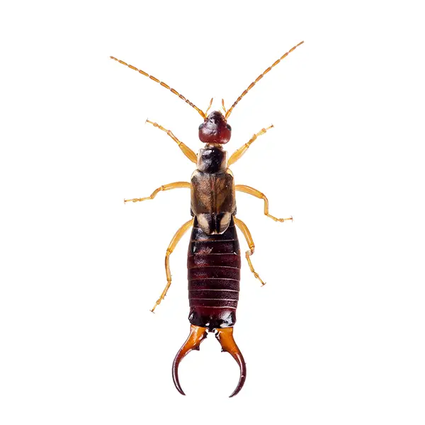 Earwig on a white background - Keep pests away from your home with Bug Out in Lubbock, TX