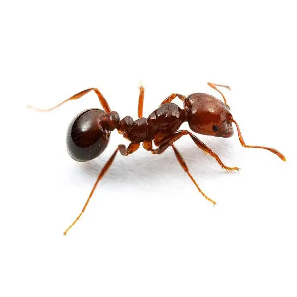 Fire ant on a white background - Keep pests away from your home with Bug Out in Lubbock, TX