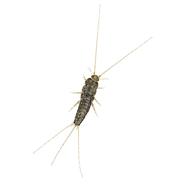 Firebrat on a white background - Keep pests away from your home with Bug Out in Lubbock, TX