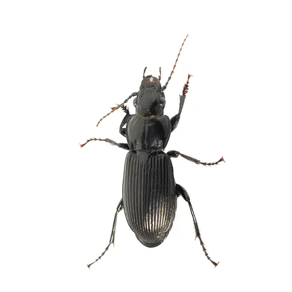 Ground Beetle on a white background - Keep pests away from your home with Bug Out in Lubbock, TX