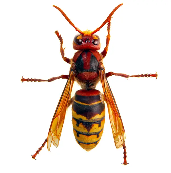Hornet on a white background - Keep pests away from your home with Bug Out in Lubbock, TX