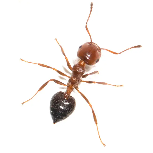 House ant on a white background - Keep pests away from your home with Bug Out in Lubbock, TX