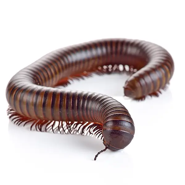 Millipede on a white background - Keep pests away from your home with Bug Out in Lubbock, TX